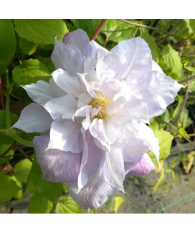 Clematis ‘Veronica's Choice' (großblütig, gefüllt) 2‑Liter‑Topf