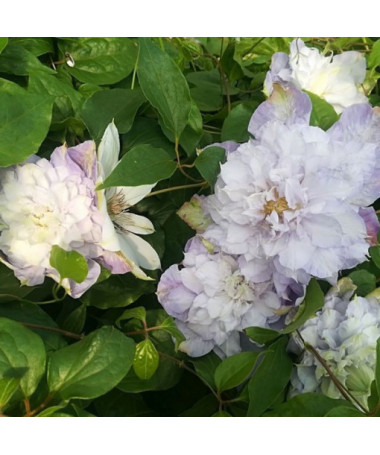 Clematis ‘Veronica's Choice' (großblütig, gefüllt) 2‑Liter‑Topf