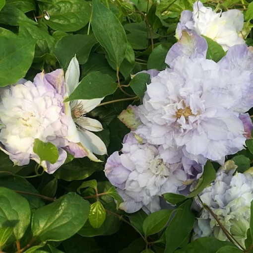 Clematis ‘Veronica's Choice' (großblütig, gefüllt) 2‑Liter‑Topf