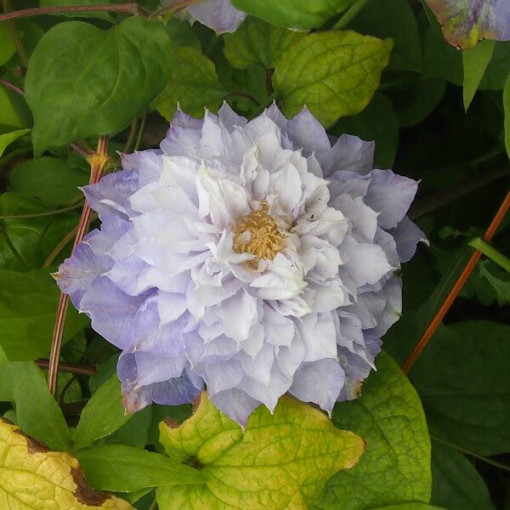 Clematis ‘Veronica's Choice' (großblütig, gefüllt) 2‑Liter‑Topf