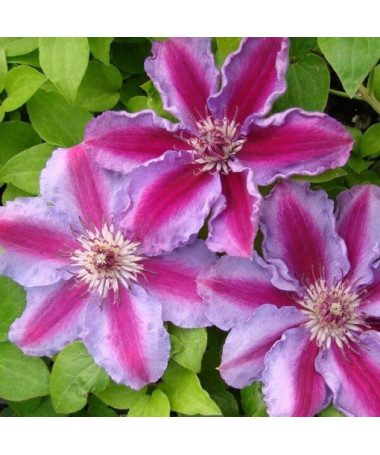 Clematis ‘Tudor' (großblütig) 4‑Liter‑Topf