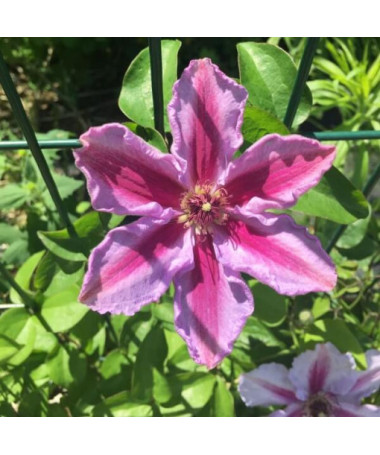 Clematis ‘Tudor' (großblütig) 42Liter‑Topf