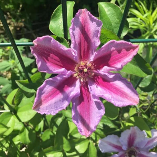 Clematis ‘Tudor' (großblütig) 42Liter‑Topf
