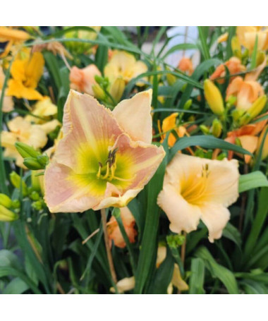 Taglilie Bright Dawn, 2L-Behälter