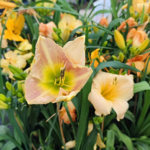Taglilie Bright Dawn, 2L-Behälter