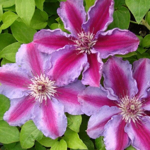 Clematis ‘Tudor' (großblütig) 42Liter‑Topf