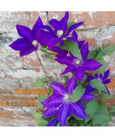 Clematis 'Der Präsident' - Großblumige Kletterpflanze in 4L Topf