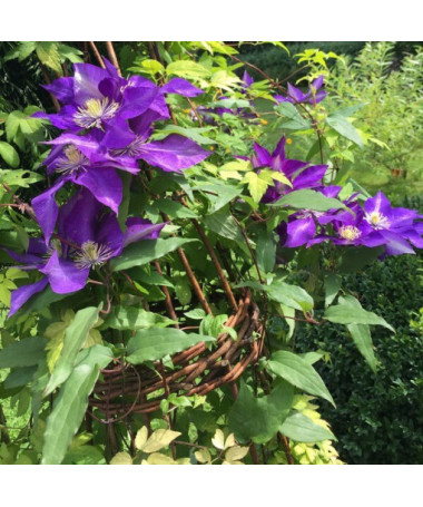 Clematis 'Der Präsident' - Großblumige Kletterpflanze in 4L Topf