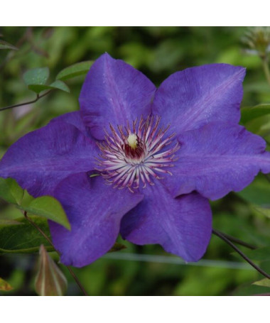Clematis ‘The President' (großblumig) 2‑L‑Topf