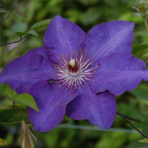Clematis ‘The President' (großblumig) 2‑L‑Topf