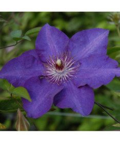 Clematis ‘The President' (großblumig) 2‑L‑Topf