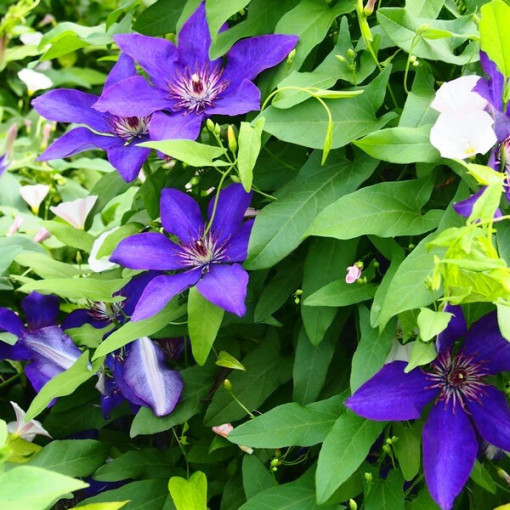 Clematis ‘The President' (großblumig) 2‑L‑Topf