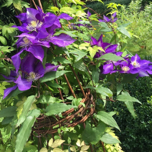 Clematis ‘The President' (großblumig) 2‑L‑Topf