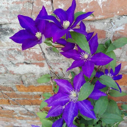 Clematis ‘The President' (großblumig) 2‑L‑Topf