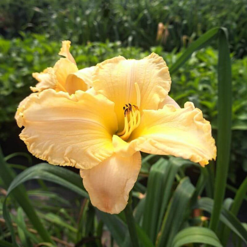 Taglilie Bright Dawn, 2L-Behälter