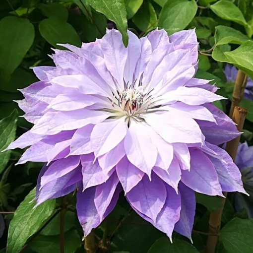 Clematis ‘Teshio' (großblumig, gefüllt) 4‑L‑Topf