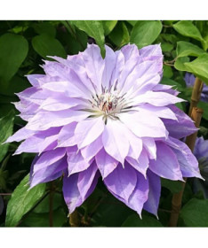 Clematis ‘Teshio' (großblumig, gefüllt) 4‑L‑Topf