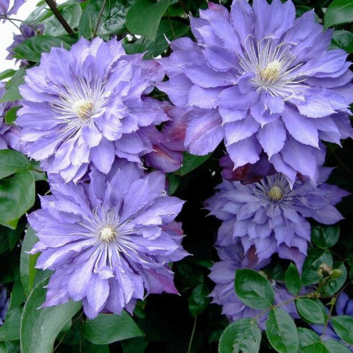 Clematis ‘Teshio' (großblumig, gefüllt) 4‑L‑Topf