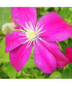 Clematis Sunset (großblütig) 4‑L‑Topf