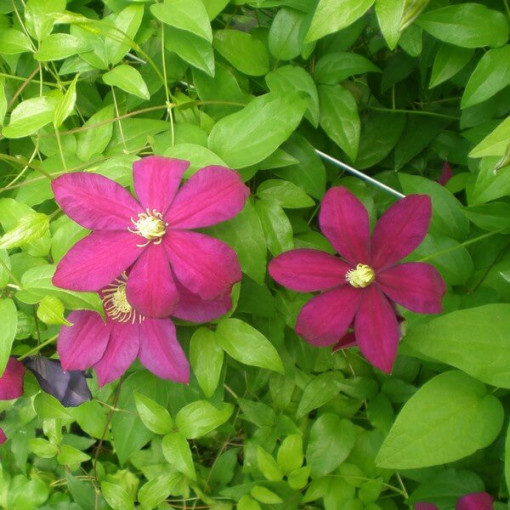 Clematis Sunset (großblütig) 4‑L‑Topf
