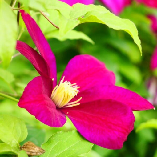 Clematis Sunset (großblütig) 2l‑Topf