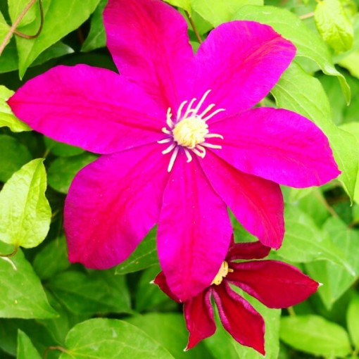 Clematis Sunset (großblütig) 2l‑Topf
