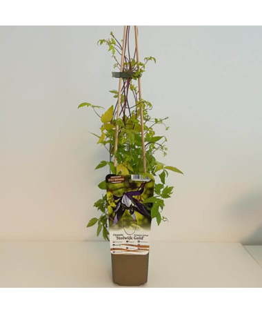 Clematis Stolwijk Gold 2‑L‑Topf