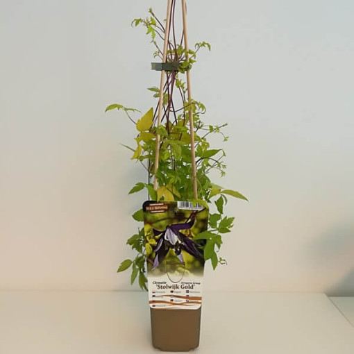 Clematis Stolwijk Gold 2‑L‑Topf