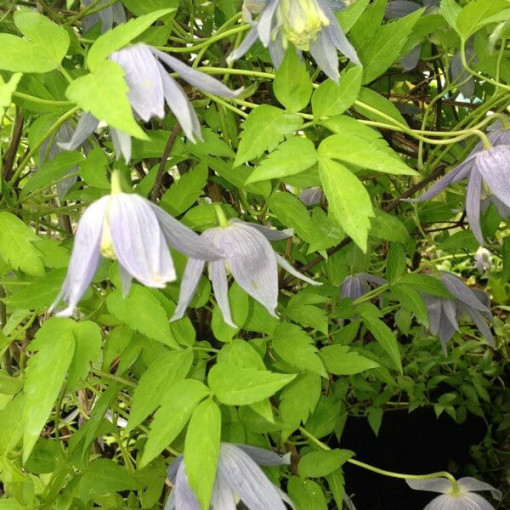 Clematis Stolwijk Gold 2‑L‑Topf