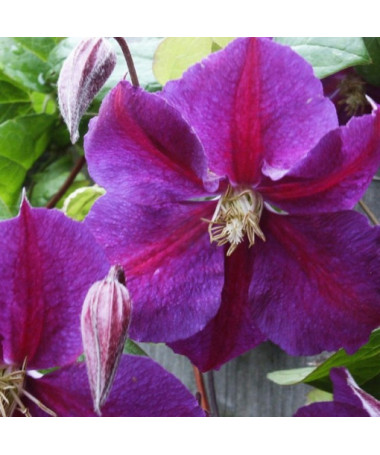 Clematis Star of India 4l
