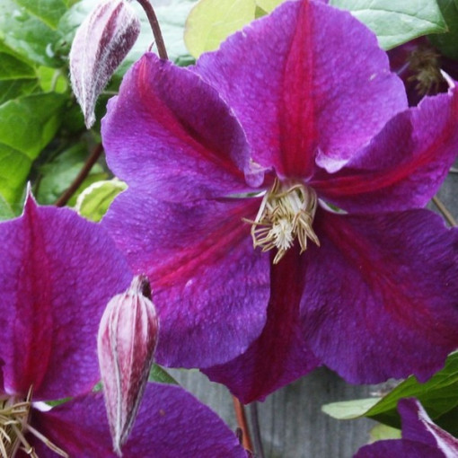 Clematis Star of India 4l