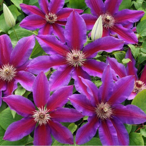 Clematis Star of India 4l