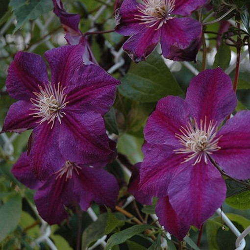 Clematis Star of India 4l