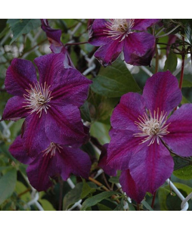 Clematis Star of India 2l