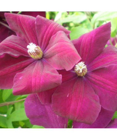 Clematis Rouge Cardinal  2L