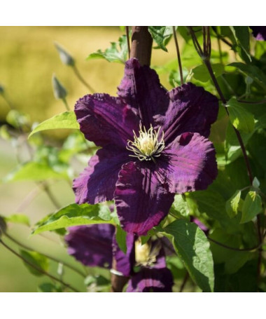 Clematis Romantica im 4‑L‑Topf