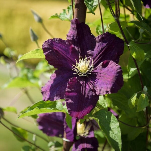 Clematis Romantica im 4‑L‑Topf
