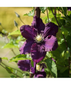 Clematis Romantica im 4‑L‑Topf