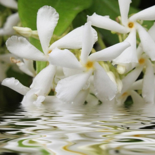 Blühender Jasmin im Topf, 2L