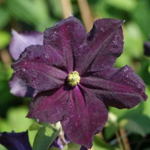 Clematis Romantica im 4‑L‑Topf