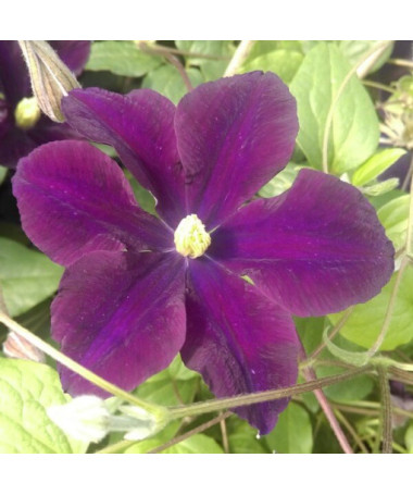 Clematis Romantica im 2‑L‑Topf