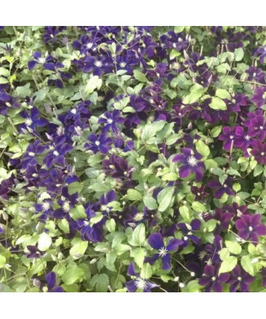 Clematis Romantica im 2‑L‑Topf