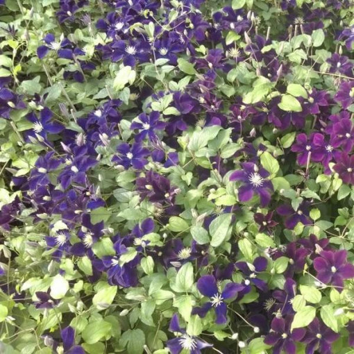 Clematis Romantica im 2‑L‑Topf