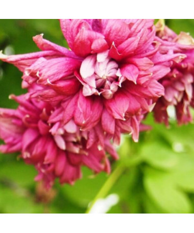 Clematis Purpurea Plena Elegans (viticella) 2‑L‑Topf