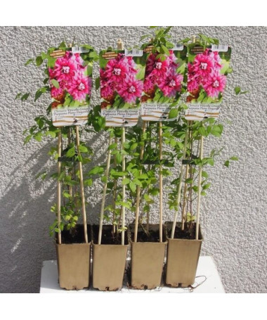 Clematis Purpurea Plena Elegans (viticella) 2‑L‑Topf