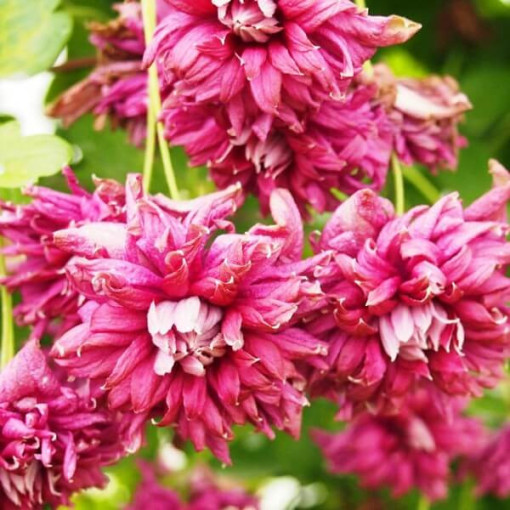 Clematis Purpurea Plena Elegans (viticella) 2‑L‑Topf