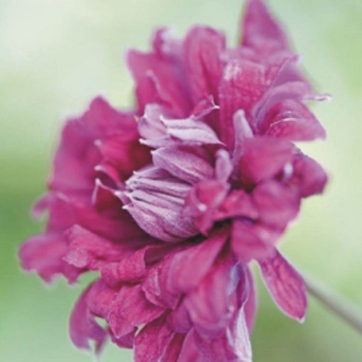 Clematis Purpurea Plena Elegans (viticella) 2‑L‑Topf