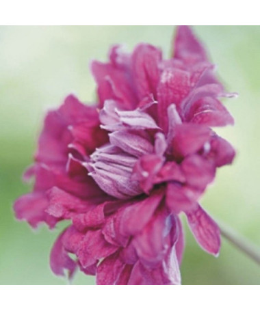 Clematis Purpurea Plena Elegans (viticella) 4l ‑Topf