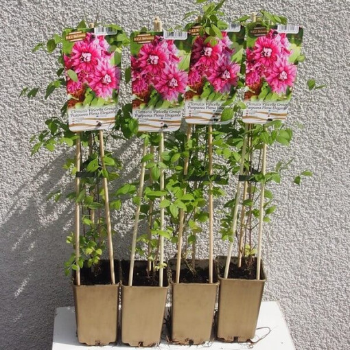 Clematis Purpurea Plena Elegans (viticella) 4l ‑Topf