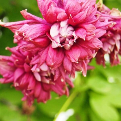 Clematis Purpurea Plena Elegans (viticella) 4l ‑Topf